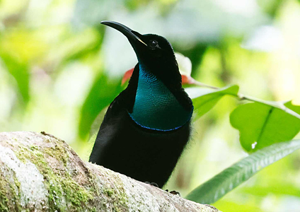 Magnificent Rifelbird - - Birding in West Papua Photo Gallery