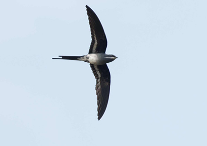 Moustached Treeswift - Birds of West Papua