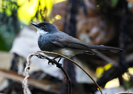 Northern Fantail - West Papua Birds