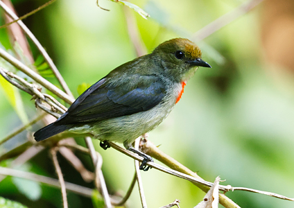 Olive-crowned Flowerpecker - West Papua Birding