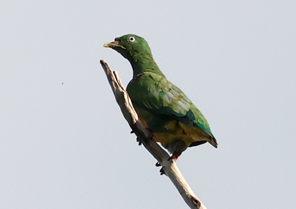 Orange-bellied Fruit Dove - West Papua Birding