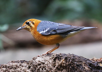 Orange-headed Thrush - Birding in Vietnam Photo Gallery