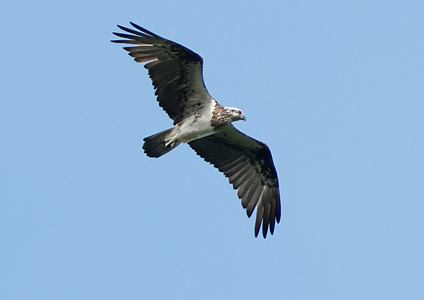 Osprey - - Birding in West Papua Photo Gallery