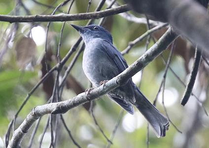 Pale Blue Flycatcher - Birds of Vietnam