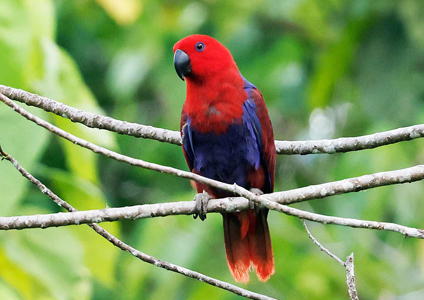 Papuan Eclectus - - Birding in West Papua Photo Gallery