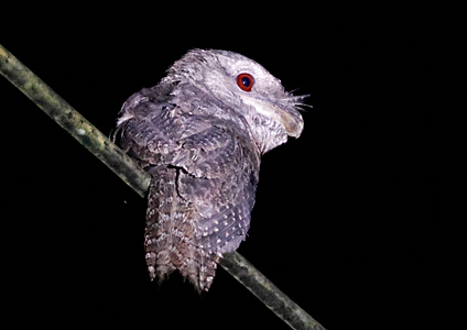 Papuan Frogmouth - - Birding in West Papua Photo Gallery