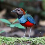 Papuan Pitta
