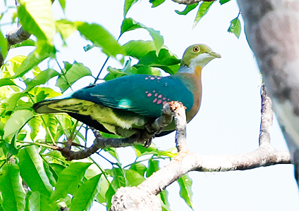 Pink-spotted Fruit Dove - - Birding in West Papua Photo Gallery