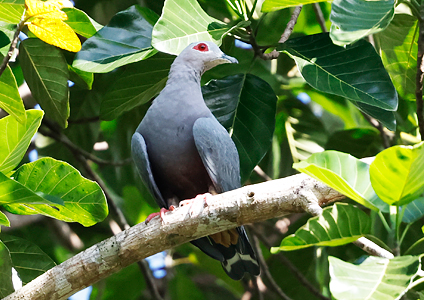Pinon's Imperial Pigeon - - Birding in West Papua Photo Gallery
