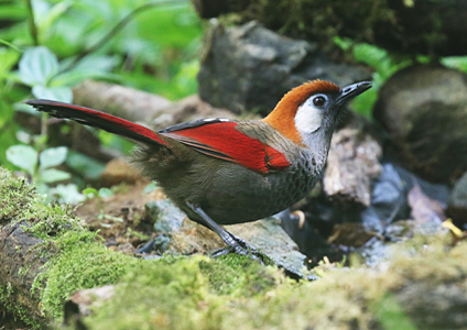 Red-tailed Laughingthrush - Birding in Vietnam Photo Gallery
