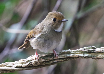 Rufous-browed Flycatcher - Vietnam Birding Photo Gallery