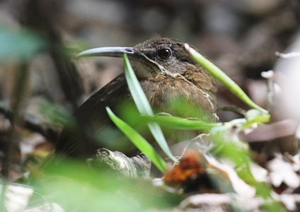 Short-tailed Scimitar Babbler - Birding in Vietnam Photo Gallery