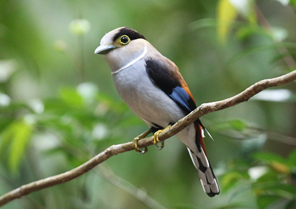 Silver-breasted Broadbill