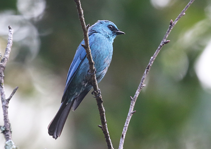Verditer Flycatcher - Vietnamese Birding