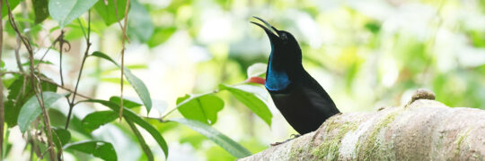 West Papua Birding Tour