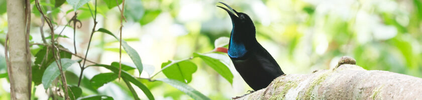 West Papua Birding Tour