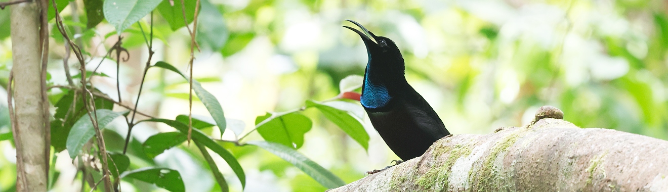 West Papua Birding Tour