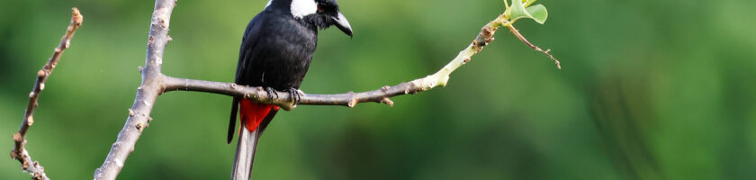 West Papua photo gallery