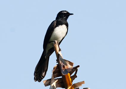 Willia Wagtail - West Papua Birding