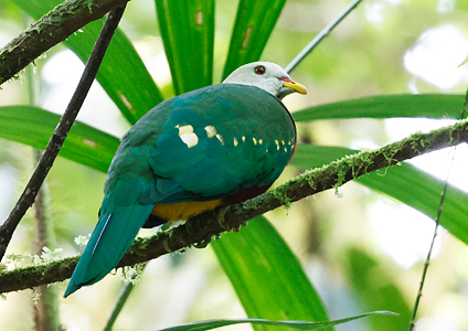 Wompoo Fruit Dove - West Papua Birding Tour