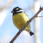 Yellow-bellied Tit