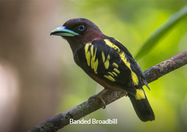 Banded Broadbill - Birding Malaysia