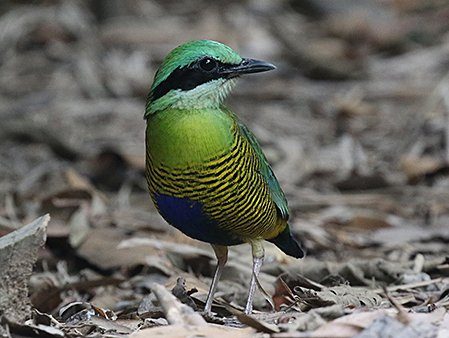Blue-rumped Pitta, Hydrornis soror - South Vietnam birding tour