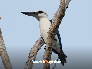 Beach Kingfisher - Birds of West Papua