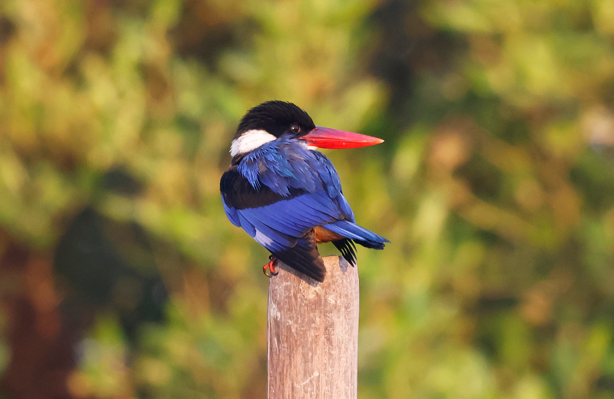 Black-capped Kingfisher