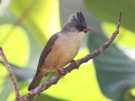 Black-chinned Yuhina, Yuhina nigrimenta - Mang Den - Vietnam Birding Tour