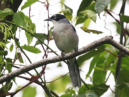 Black-headed Sibia,Heterophasia desgodinsi - Birdwatching Vietnam