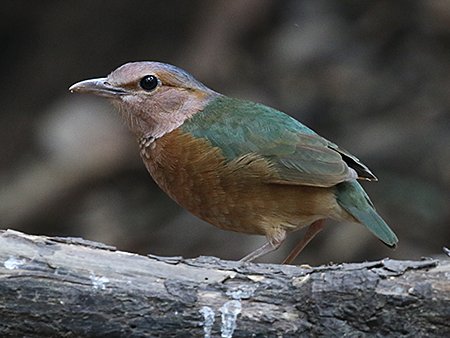 Blue-rumped Pitta, Hydrornis soror - South Vietnam birding tour