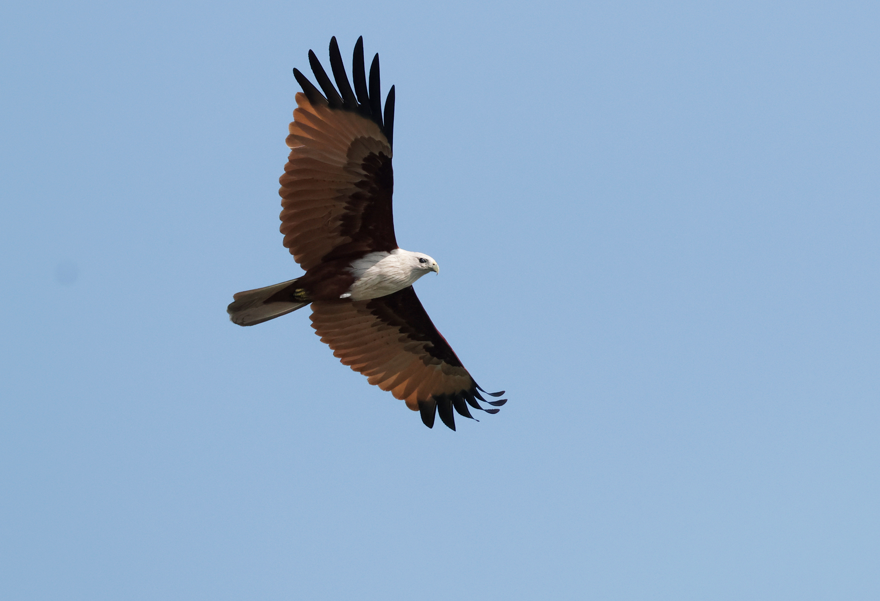 Brahminy Kite