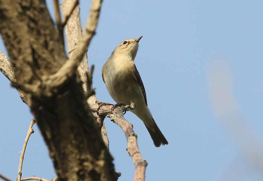 Chiffchaff