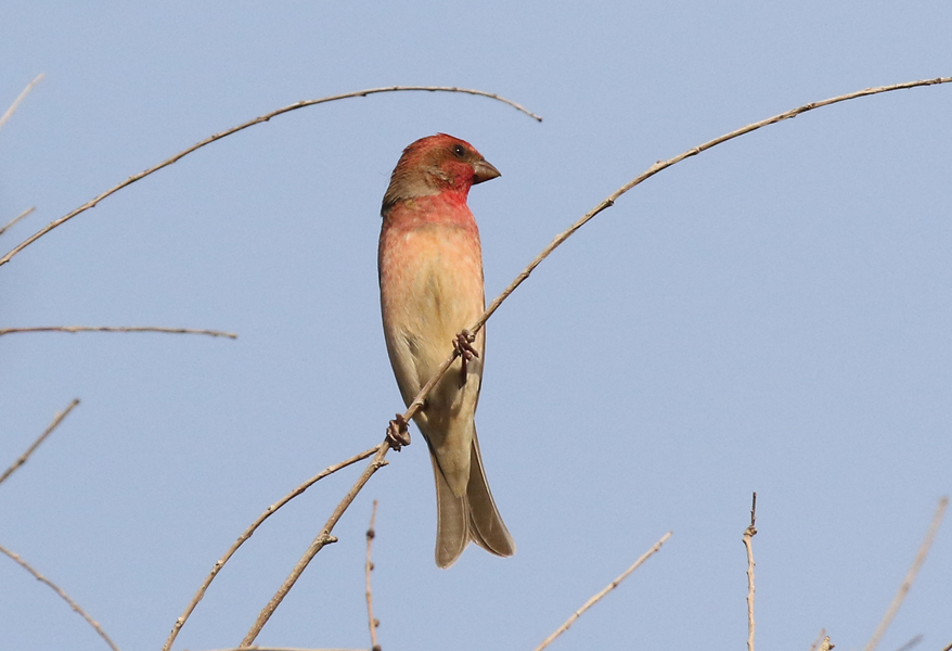Common Rosefinch
