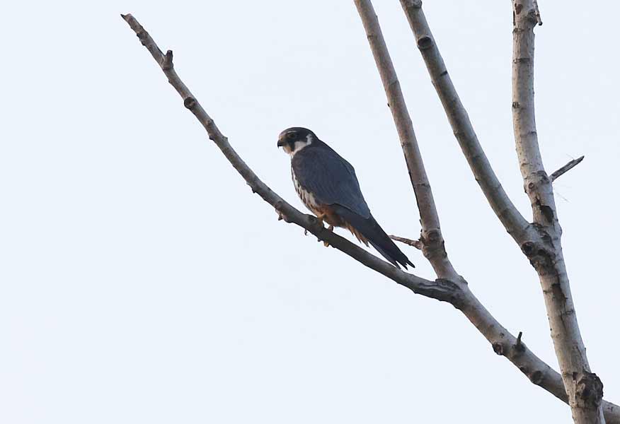 Eurasian Hobby