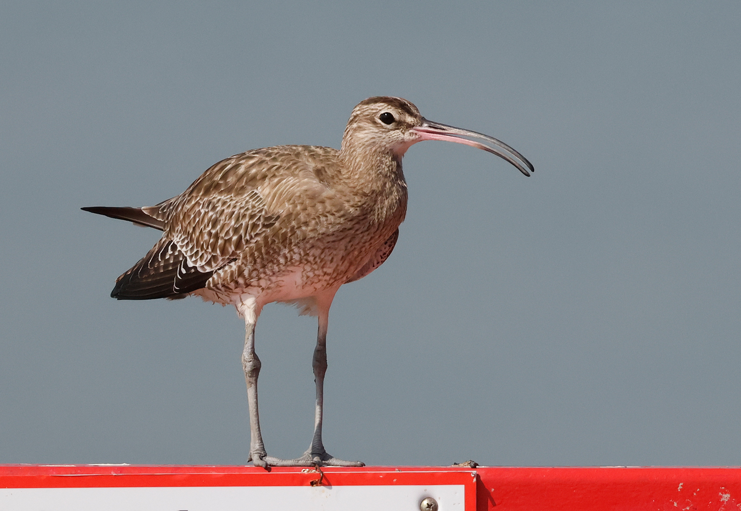 Eurasian Whimbrel