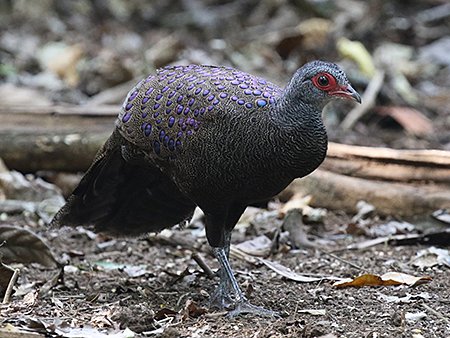 Germain's Peacock Pheasant, Polyplectron germaini, Vietnam birding tours