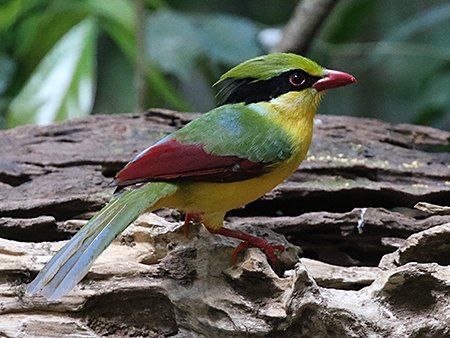 Indochinese Green Magpie, Cissa hypoleuca, birding tours to Vietnam