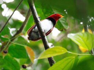King Bird-of-Paradise