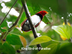 King Bird-of-Paradise - West Papua Birding Tour