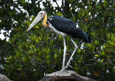 Lesser Adjutant - Malaysia Birding Trip Report