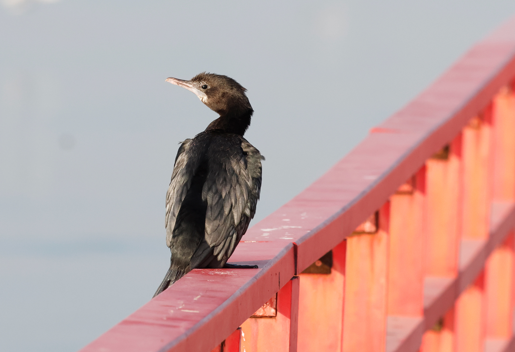 Little Cormorant