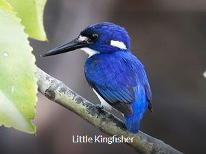 Little Kingfisher - West Papua Birding Tour