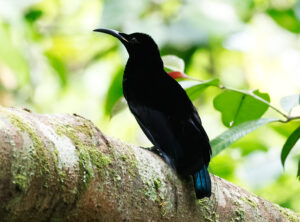 Magnificent Riflebird - Birding Tour to West Papua
