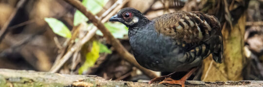 Malayan Partridge - Peninsula Malaysia Birding Trip Report