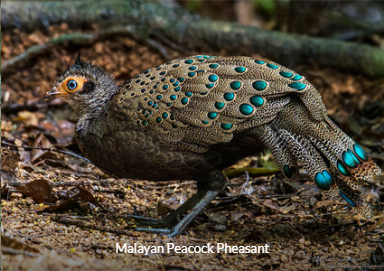 Malayan Peacock Pheasant - Peninsula Malaysia Birding Trip Report