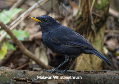Malayan Whistlingthrush - Malaysia Birding Trip