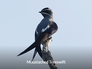 Moustached Treeswift - West Papua Birding Tour
