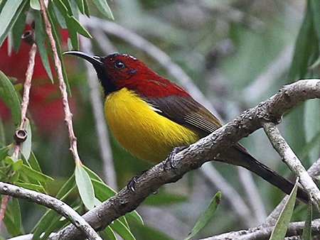 Mrs Gould's Sunbird, Aethopyga gouldiae, Vietnam birding tours